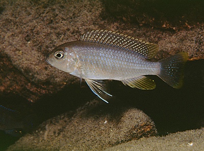 Maylandia chrysomallos 'Gome'